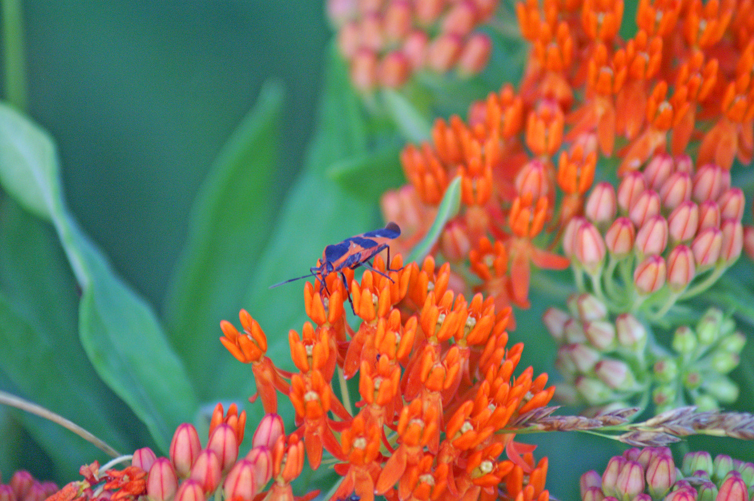 Milkweed