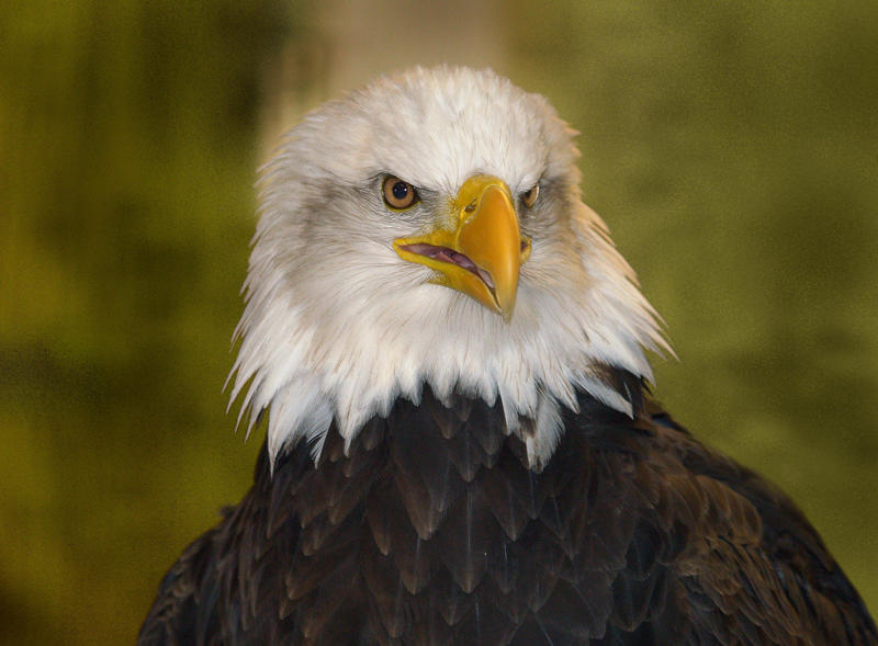 Eagle Watches are among the most popular programs in Arkansas State Parks during the winter.