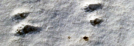 Raccon Tracks