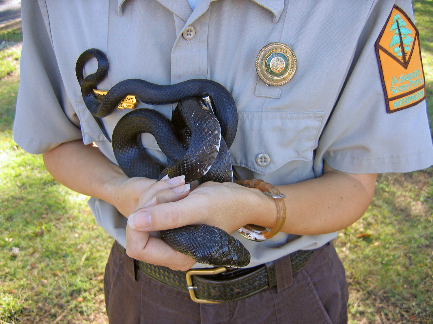 Rat snakes are sometimes used to educate park visitors.