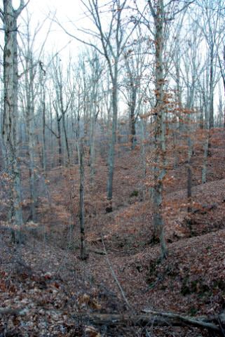 Ravine Features of Crowley’s Ridge are easily seen this time of year.