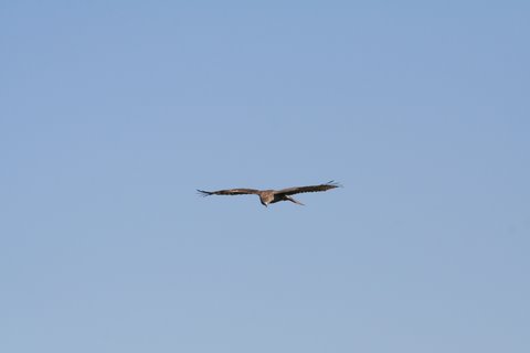 A red-tailed hawk catching a thermal.