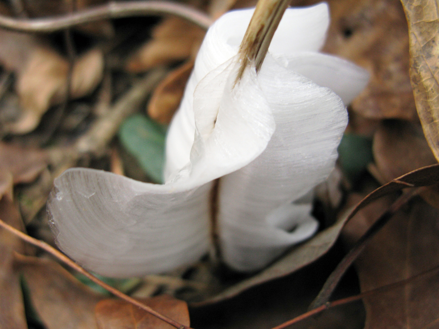 If conditions are just right you may even find frost flowers.