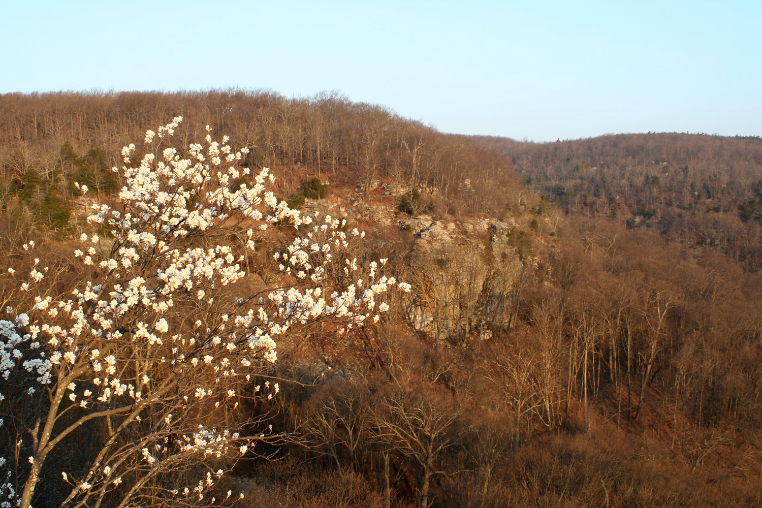 Serviceberry dots the mountain.