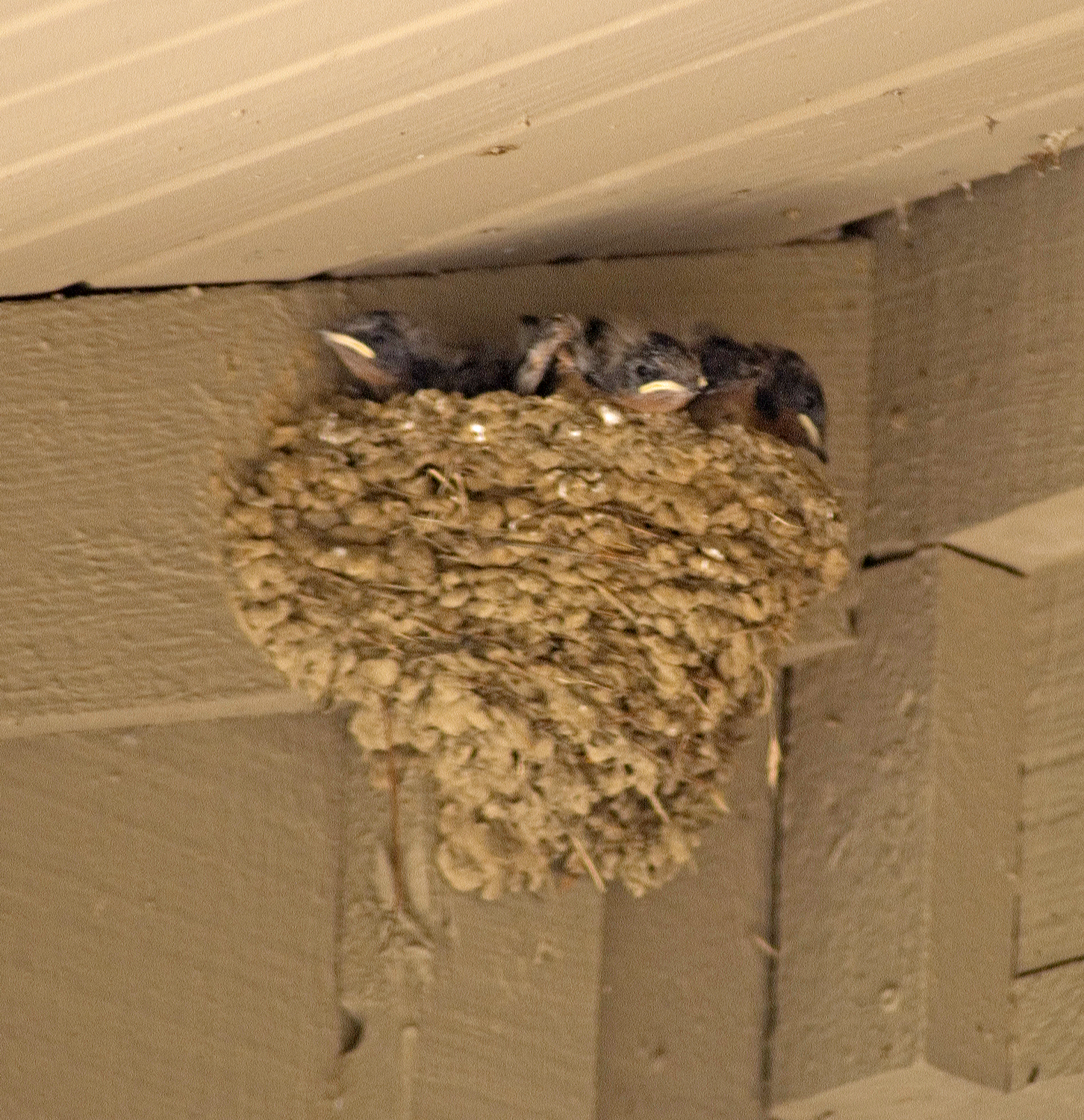 Somethimes we get a special treat that we can share with school groups likke this barn swallow nest at the visitor center.