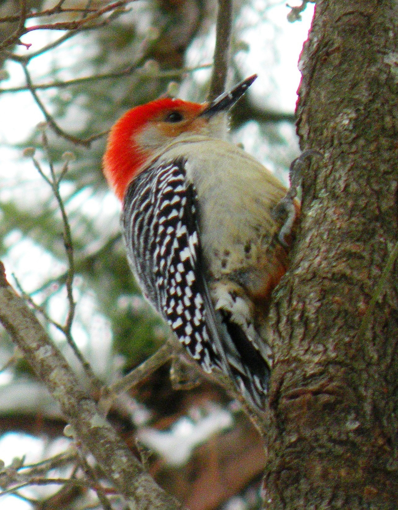 This woodpecker has red on both its head and belly