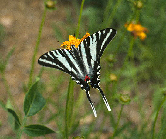 Zebra swallowtail
